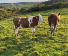 Hereford Heifers