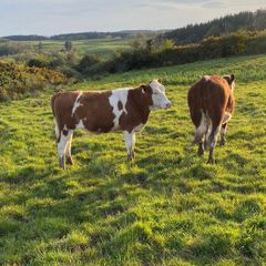 Hereford Heifers