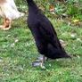 Breeding flock of Indian runner ducks Image 3