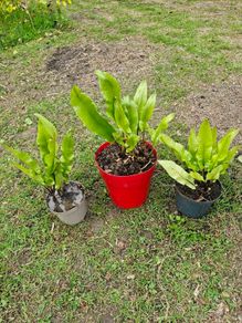 Fern Plants X 3