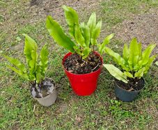 Fern Plants X 3