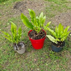 Fern Plants X 3