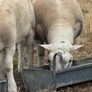 Pedigree Texel rams shearlings Image 5