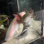 Premium Axolotl Juveniles Image 4