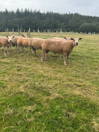 Sheep Charolais Hoggett rams