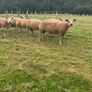 Sheep Charolais Hoggett rams Image 2