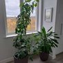 schefflera plant Image 3
