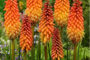 Red Hot Poker plants