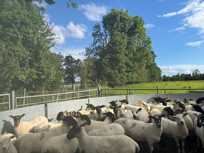 Good Quality Organic Hogget Sheep