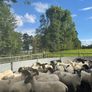Good Quality Organic Hogget Sheep Image 3