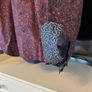 Ted baker shirt 16.5 Image 7