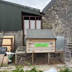 Chicken coop and laying hens