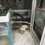Fish shop cabinet with sump Image 4