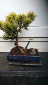 Bonsai