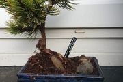 Bonsai