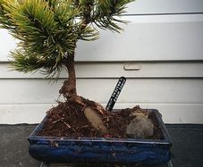 Bonsai