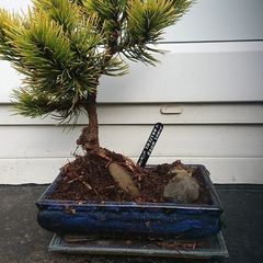 Bonsai