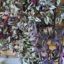 Trailing plants. Mature and young. Image 2