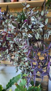 Trailing plants.