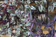 Trailing plants. Mature and young.