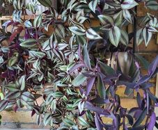 Trailing plants. Mature and young.