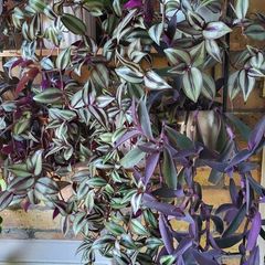 Trailing plants.