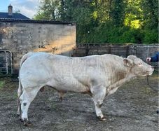 Charolais Bull for sale