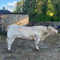 Charolais Bull for sale