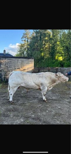 Charolais Bull for sale