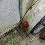 Car Trailer Image 5