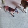 3 GOAT MINIATURE plus one deer Farm Animals Figurine Image 7