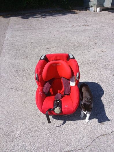 Baby/Toddler Car Seat