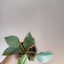 Philodendron Silver Sword lost Variegation Image 3