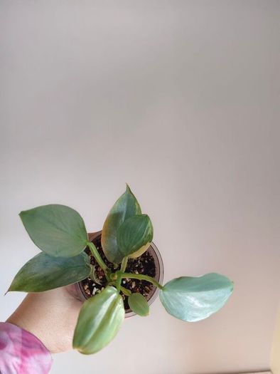 Philodendron Silver Sword lost Variegation