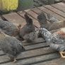 Hens, point of lay pullets Image 8