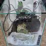 30L aquarium Image 7