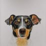 Pet portraits (colour pencils) Image 4