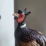 Capodimonte Pheasant Sculpture Fifurine Image 4