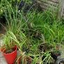Pampas grass, Pony tails. Image 3