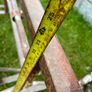 trestles Image 7