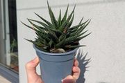 Haworthia Plant