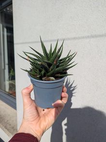 Haworthia Plant