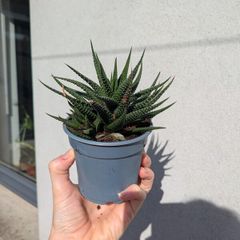 Haworthia Plant
