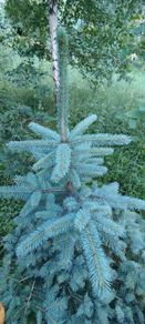 Blue Spruce (Picea Pungens Glauca)