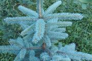 Blue Spruce (Picea Pungens Glauca)