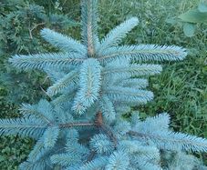 Blue Spruce (Picea Pungens Glauca)
