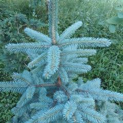 Blue Spruce (picea Pungens Glauca)
