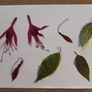 Fuchsia - Pressed Flowers for Crafting: Flowers, Stems, Leaves Image 2