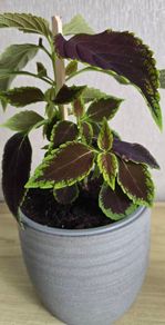 indoor plant in pot