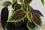 indoor plant in pot
